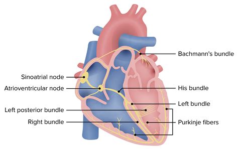 Sick Sinus Syndrome | Concise Medical Knowledge