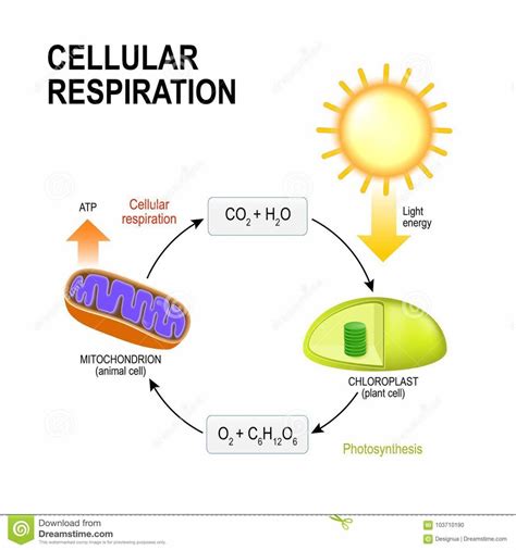 Bob Jones Life Science chapter 4 Diagram | Quizlet