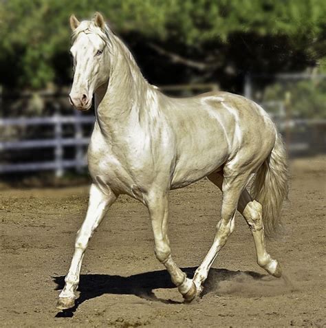 Cremello Lusitano Stallion, Caetano | Abacus Farms | Pinterest | Horses and Horse classifieds