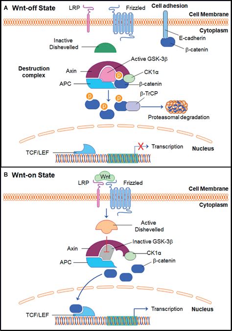 Beta Catenin Signaling Pathway