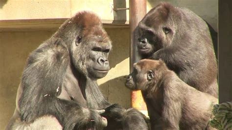 シャバーニ家族の日々68 Shabani gorilla family - YouTube