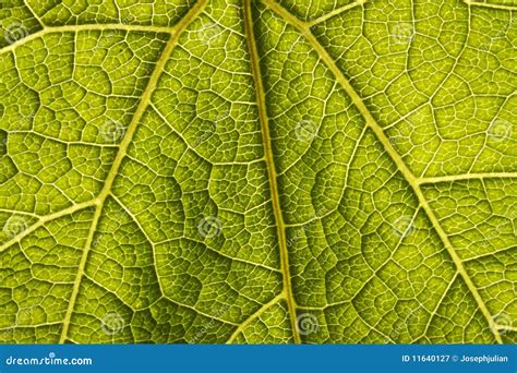 Green Leaf Macro stock image. Image of green, macro, organic - 11640127