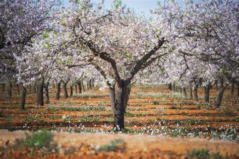 Almond Trees in Ibiza are Blossoming, WOW! - Real Estate Ibiza ...