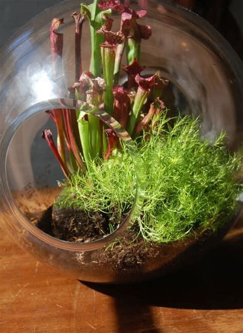 How to Make a Pitcher Plant Terrarium - hungryplant.com