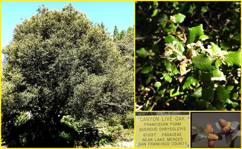 Valley Foothill | Friends of the Regional Parks Botanic Garden