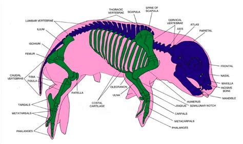 Pig Anatomy and Terminology - Mini Pig Info