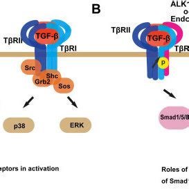 TGF-β receptors can function independent of downstream signaling ...