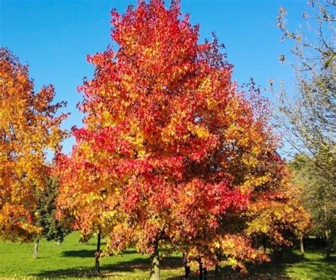 The Most Common North Carolina Trees: An Identification Guide