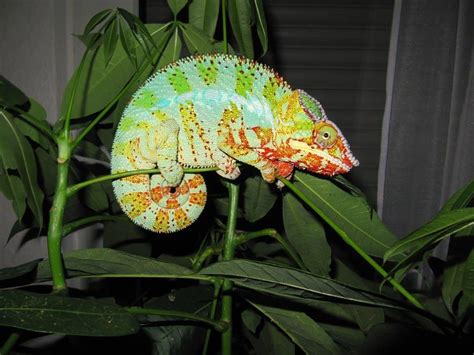 Simple Chameleon Care Tips - 4 Simple Tips - Reptiles Guide