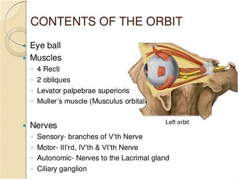 Orbit