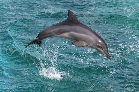 spinner dolphin jumping - Google Search | Dolphins | Pinterest