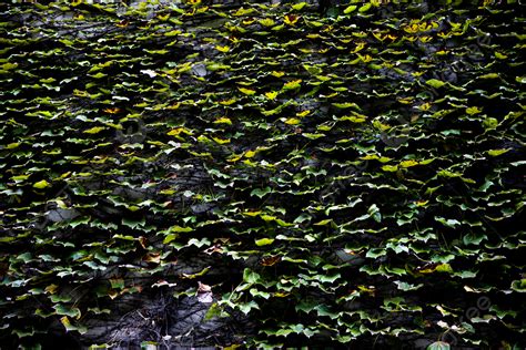 Landscape Photography Ivy Leaves Background, Background, Element, Material Background Image And ...