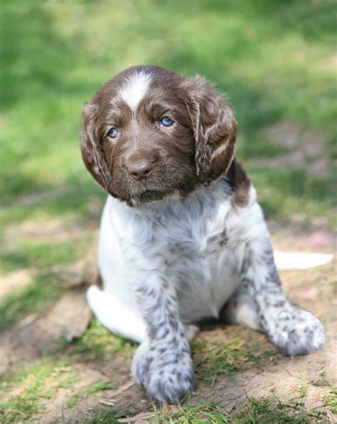 German Shorthaired Pointer puppy photo and wallpaper. Beautiful German Shorthaired Pointer puppy ...