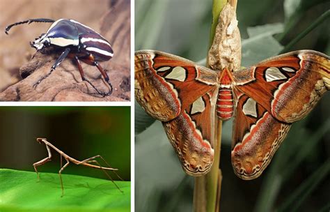 Largest Insects In The World - Closer Look At The Giant Bugs