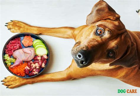 The Best Dog Foods For Allergies