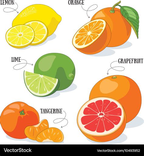 Citrus fruits Royalty Free Vector Image - VectorStock