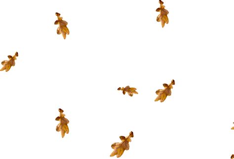 Free falling leaves overlay - Download Free Png Images