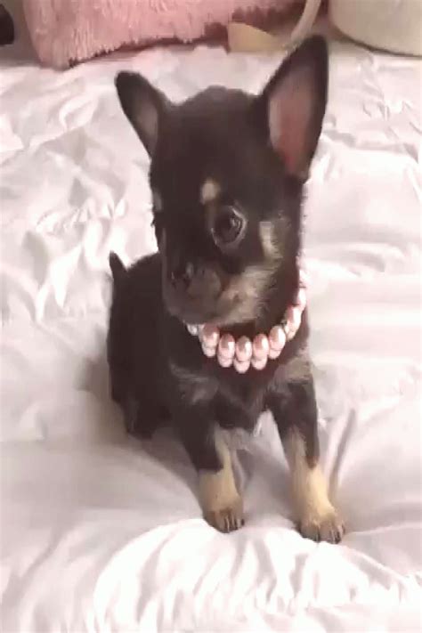 Do you think im cute in 2020 | Chihuahua puppies, Puppies, Chihuahua dogs pets