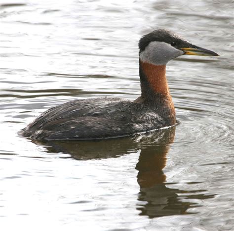 Free picture: red, necked, grebe, waterfowl, bird, water, podiceps ...