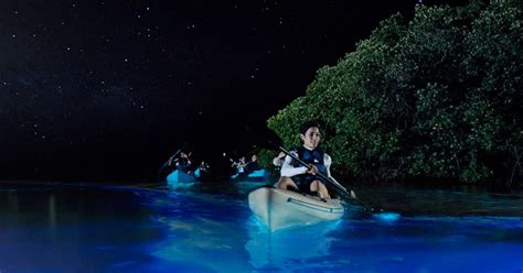 Bioluminescence Kayaking Tour in Inverness at Tomales Bay