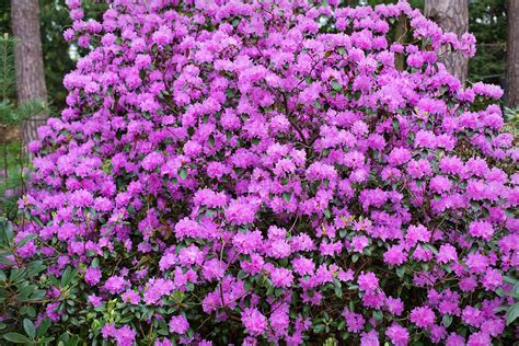 Rhododendron, PJM Lavender - TheTreeFarm.com