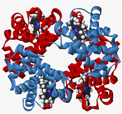 Haemoglobin 3d Ribbons - Haemoglobin 3d Structure - Free Transparent PNG Download - PNGkey