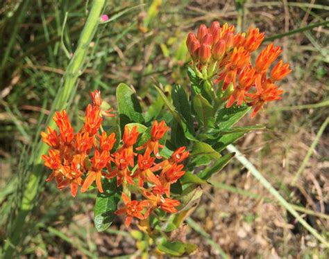 Florida Butterfly Gardening - UF/IFAS Extension Orange County