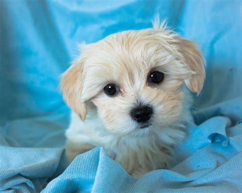 Maltese x Shih Tzu Female Puppy For Sale | April 28th 2018 | Paradise Puppies