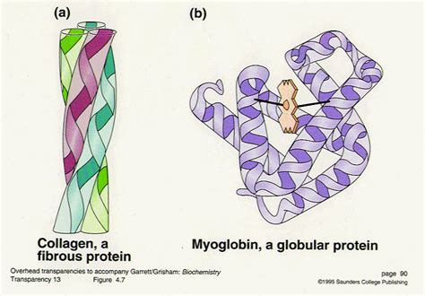 Fibrous and Globular Proteins: Examples