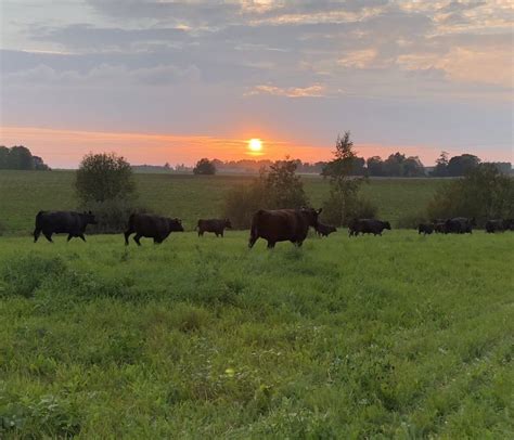 Aberdeen Angus - Estonian Cattle Breeders