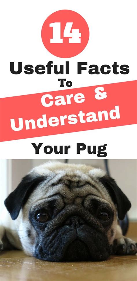 14 Useful Facts to Care & Understand Your Pug | pug facts | pug care ...