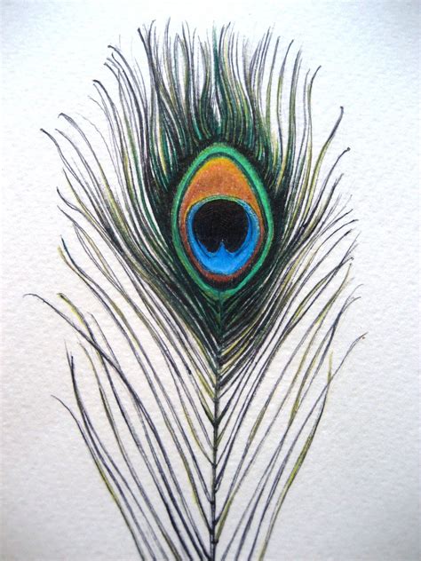 peacock feather drawing | Feather drawing, Peacock feather drawing ...