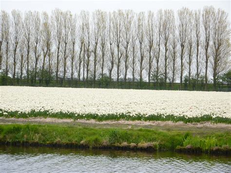 Tulip Fields, Lisse Holland 2012