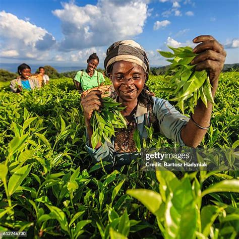 1,211 Tea Plantation Africa Stock Photos, High-Res Pictures, and Images - Getty Images