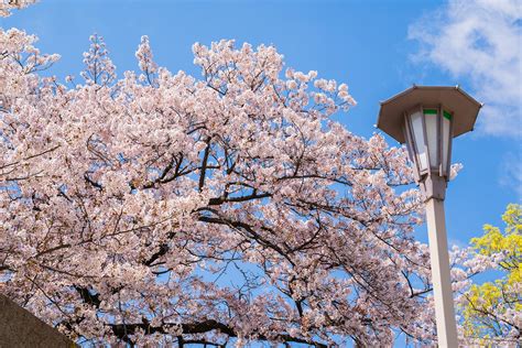 Osaka Castle Cherry blossoms | Behance