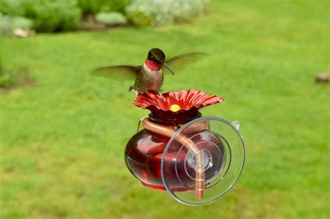 Plow & Hearth Window Watch Hummingbird Feeder & Reviews | Wayfair