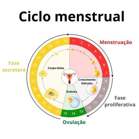 Ciclo Menstrual Mapa Conceptual Truik | Porn Sex Picture