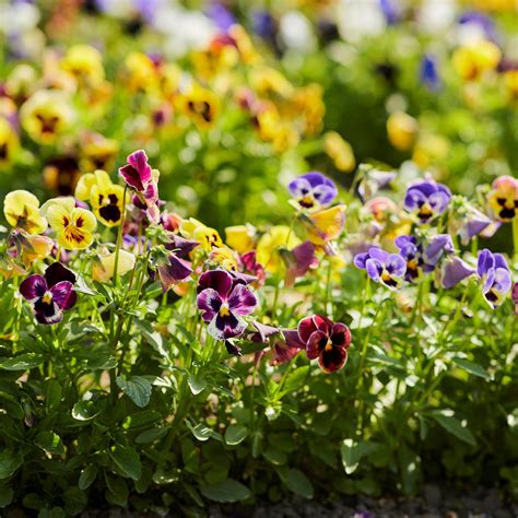 Pansy Seeds - Mix | Flower Seeds in Packets & Bulk | Eden Brothers