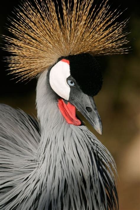 Birds On Safari: 10 Most Common African Birds in the Savanna | Djur, Djurriket, Roliga djur