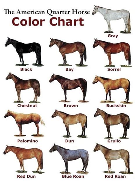 American Quarter Horse Color Chart