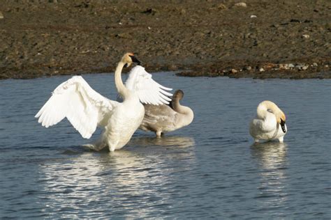 Seeing the Trumpeter swan migration up close – The ExploreNorth Blog