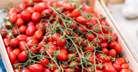 Master Gardeners tomato fruit storage