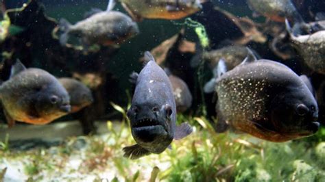 Ikan Piranha Terbesar Di Dunia Di Sungai Amazon