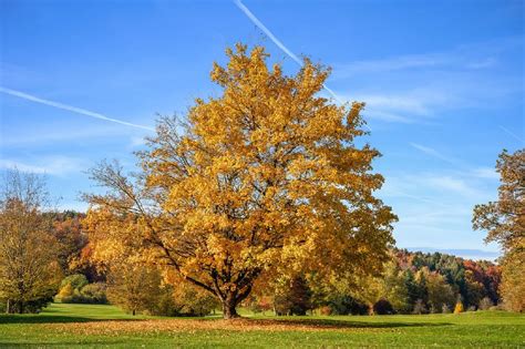 Silver Maple Tree for Sale - Buying & Growing Guide - Trees.com