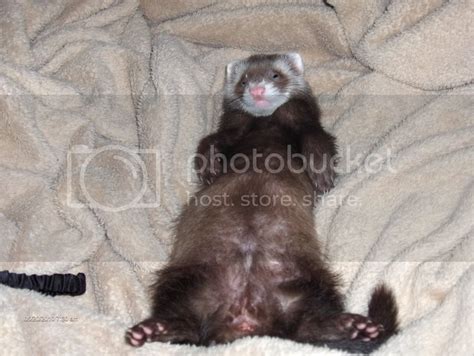 Ferrets sleeping on their backs? | The Holistic Ferret Forum