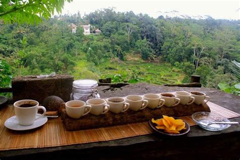 7 Places To Experience Authentic Kopi Luwak in Bali - Fravel