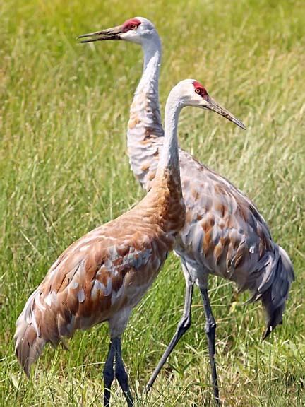 Ecobirder: Sandhill Cranes