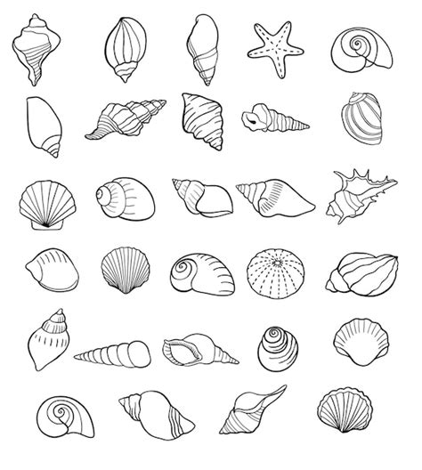 How To Draw A Shell