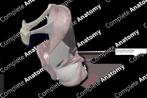 Corniculate Cartilage | Complete Anatomy