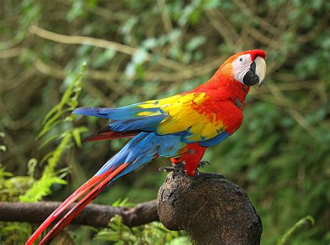 Macaw Mountain Bird Park and Nature Reserve en Copán, Honduras